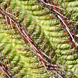 Saguaro Patterns