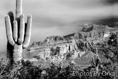 Superstition Saguaro