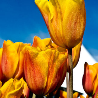 Flair Tulips