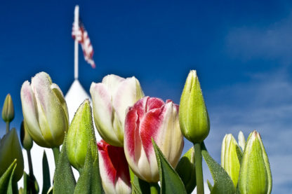Patriotic Tulips