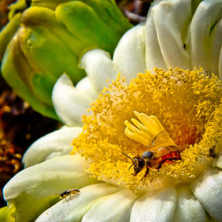 Bee, Blossom and Bud