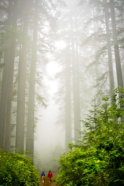 Redwoods in Mist