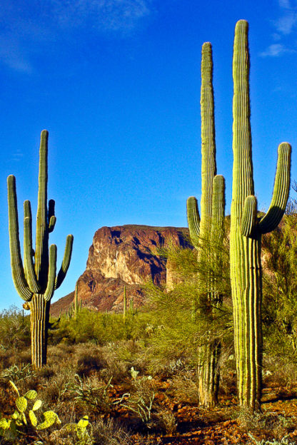 Cacti and Mountain
