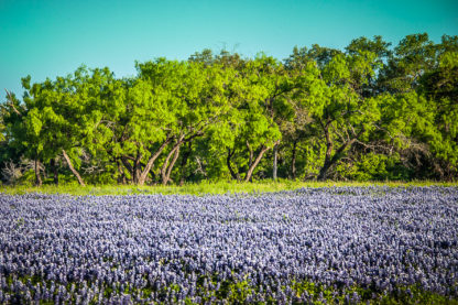 Bluebonnets at Forest Edge