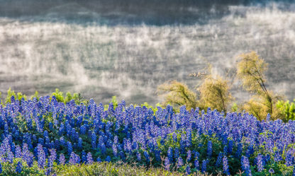 Bluebonnets and River