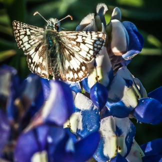 Butterfly on Bluebonnet