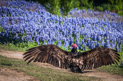 Vulture Flashing