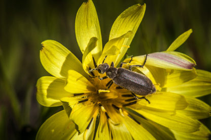 Wildflower and Bug