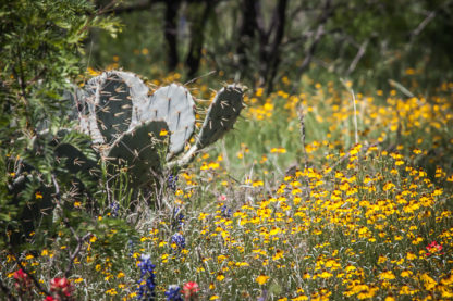Wildflowers and Cactus