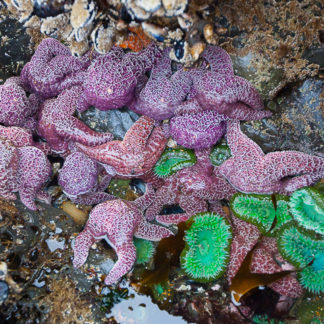 Tide Pool Conference