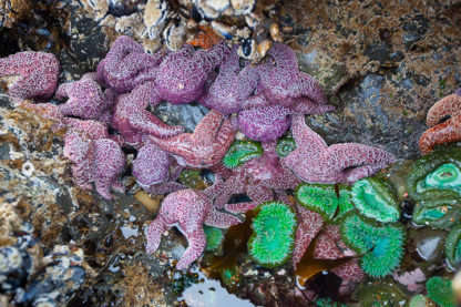 Tide Pool Conference