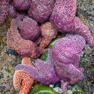 Starfish Cluster