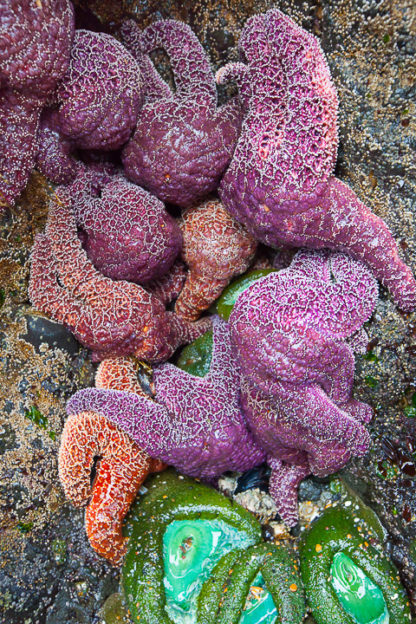 Starfish Cluster