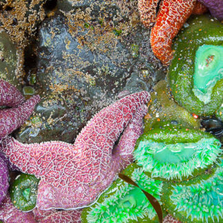 Starfish and Sea Anemone