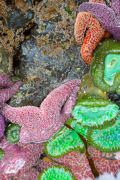 Starfish and Sea Anemone